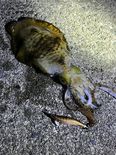 アオリイカの釣果