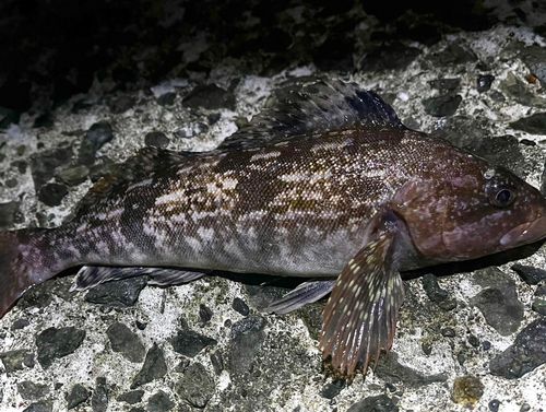 アイナメの釣果
