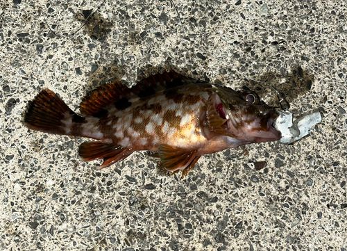 カサゴの釣果
