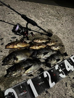 メバルの釣果