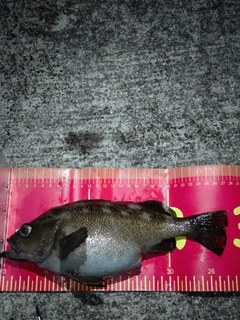 エゾメバルの釣果