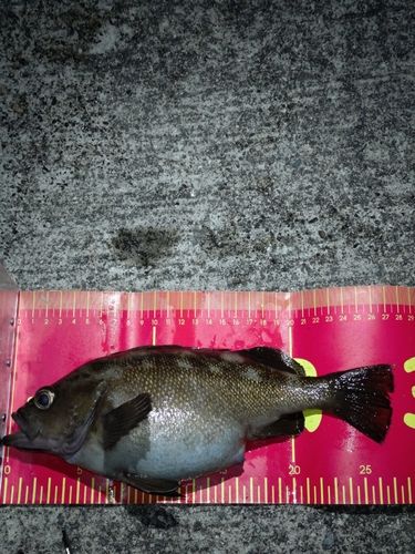 エゾメバルの釣果