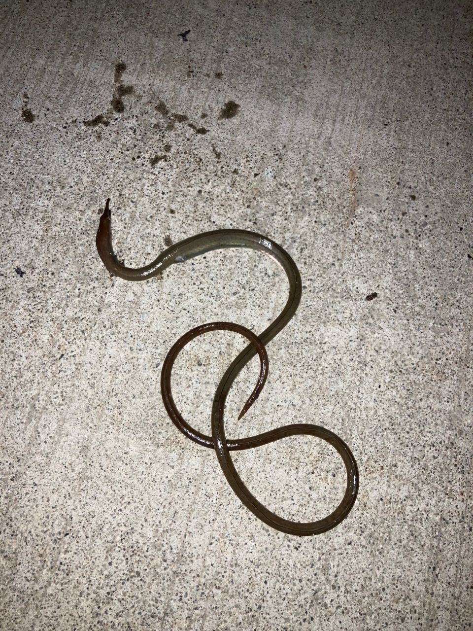 ダイナンウミヘビ