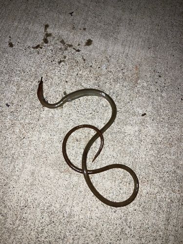 ダイナンウミヘビの釣果