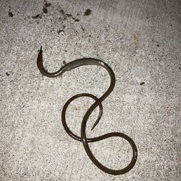 ダイナンウミヘビ