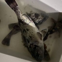クロソイ