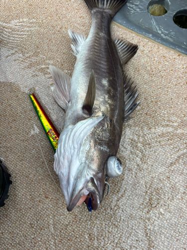 アラの釣果