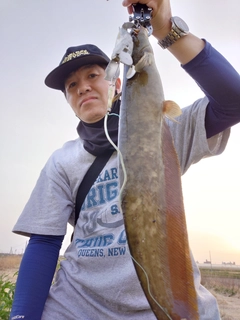 マナマズの釣果