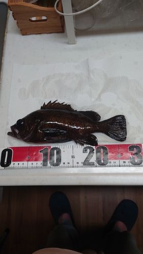 メバルの釣果