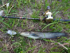 マナマズの釣果