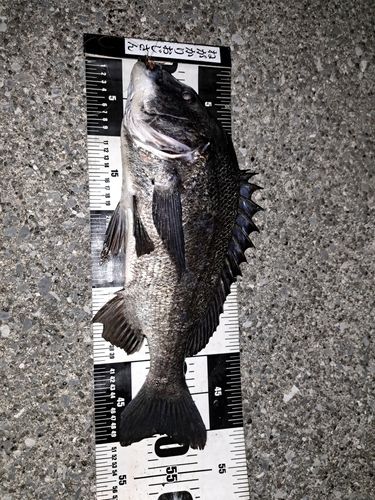 クロダイの釣果