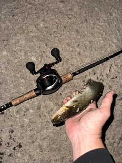 マナマズの釣果