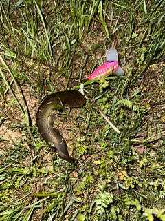 マナマズの釣果