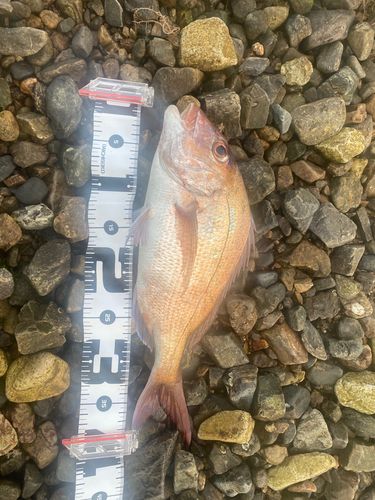 タイの釣果