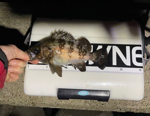 シロメバルの釣果