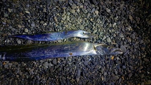 タチウオの釣果