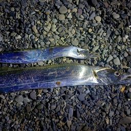 タチウオ