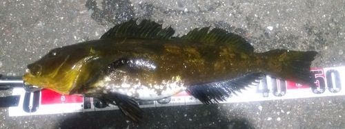 アイナメの釣果