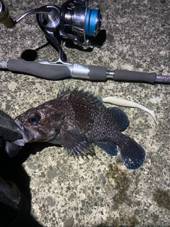 マゾイの釣果