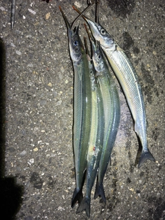 サヨリの釣果