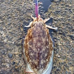 コウイカ