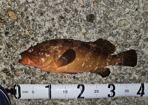 キジハタの釣果