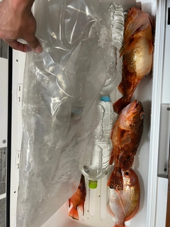 ウッカリカサゴの釣果