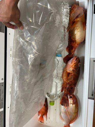 ウッカリカサゴの釣果