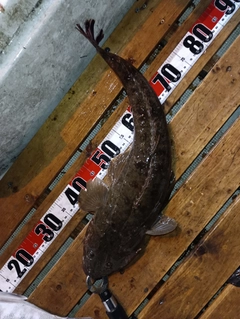 コチの釣果
