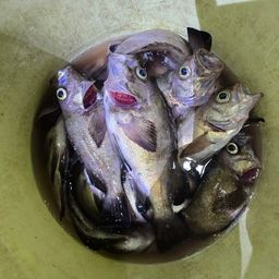 メバル