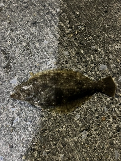ソゲの釣果