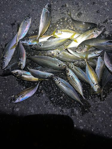 アジの釣果