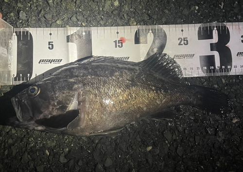 クロソイの釣果