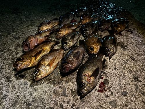 アオメバルの釣果