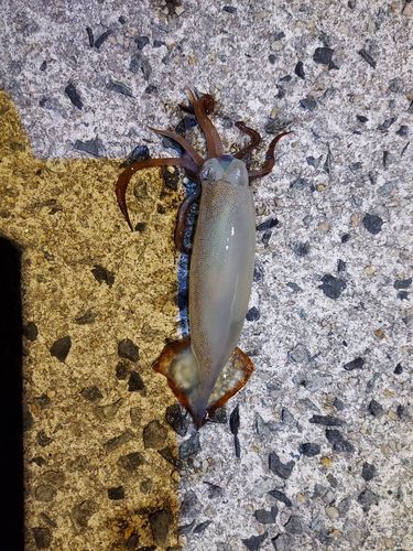 スルメイカの釣果