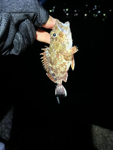 ガシラの釣果