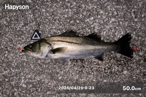 シーバスの釣果