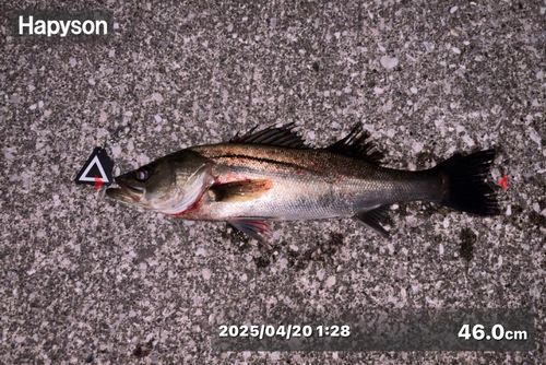 シーバスの釣果