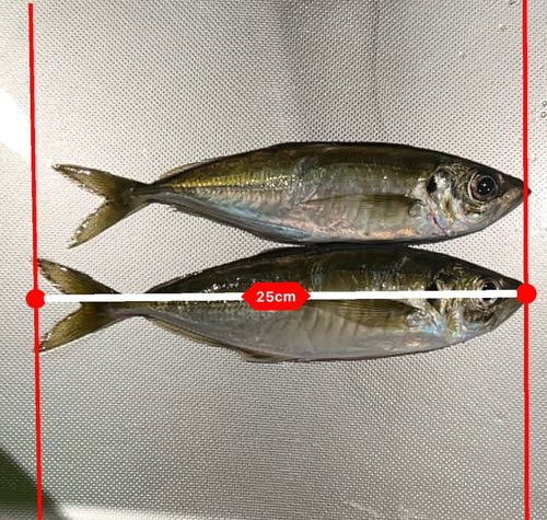 アジの釣果