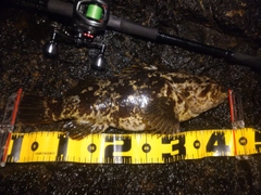 タケノコメバルの釣果