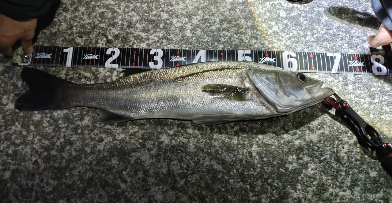 SHIMANO 20ツインパワー C3000MHGの最安値・インプレ・釣果