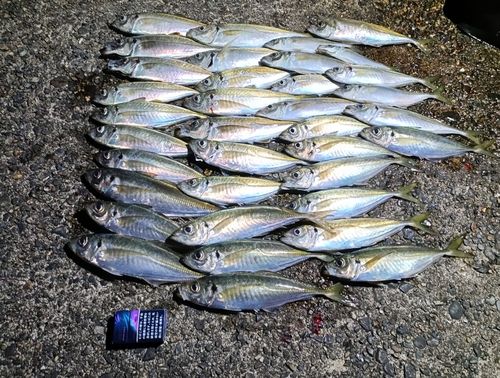 アジの釣果