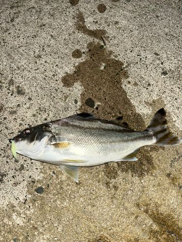 コトヒキの釣果