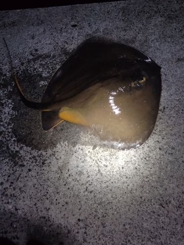 エイの釣果