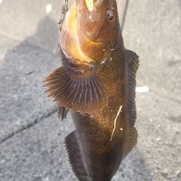 アブラコ