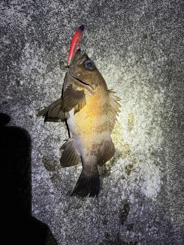 メバルの釣果