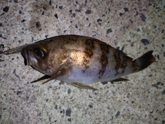 メバルの釣果