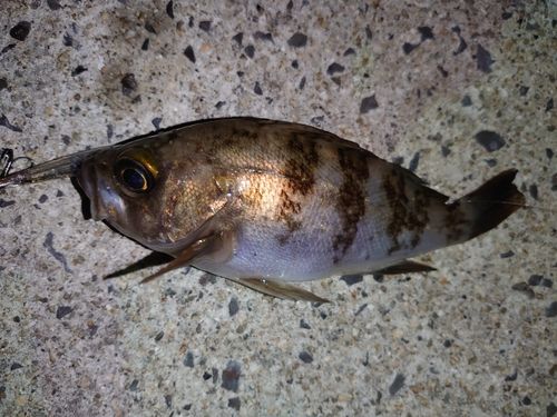 メバルの釣果