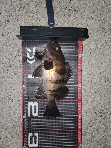 メバルの釣果