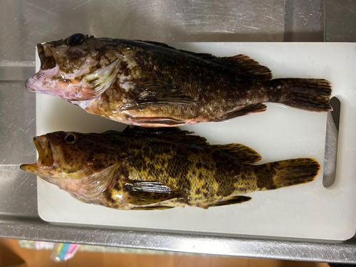 カサゴの釣果